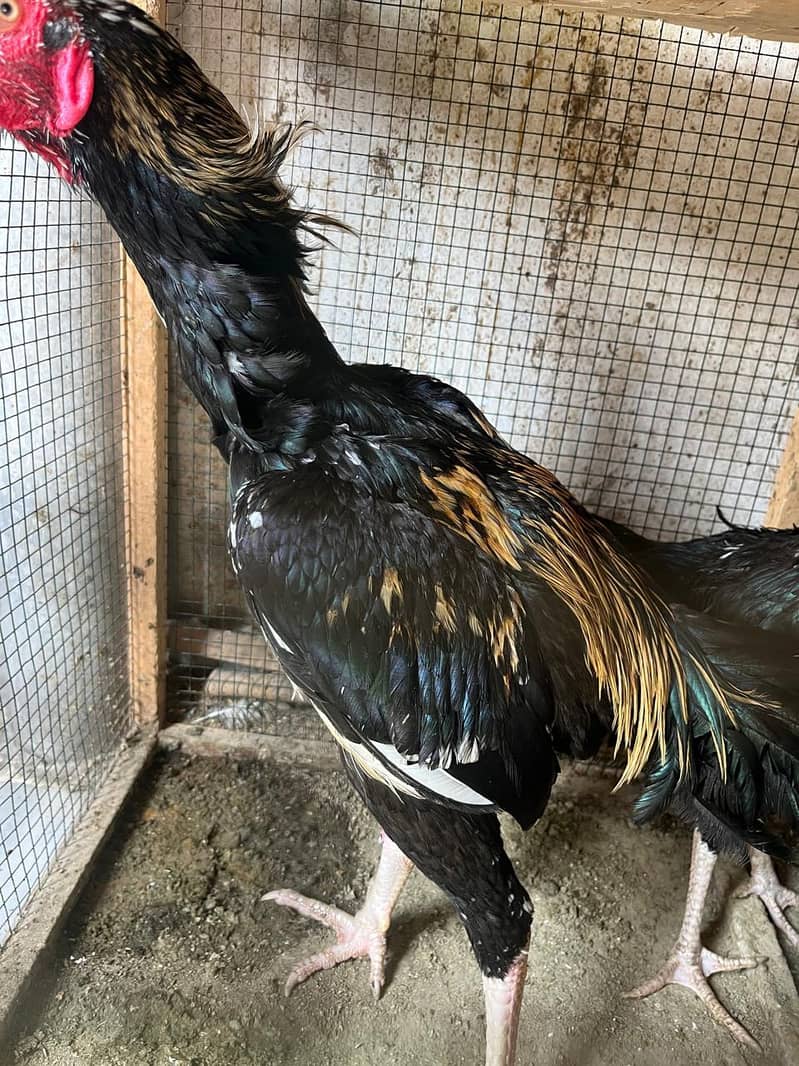 Aseel java pair For sale 6