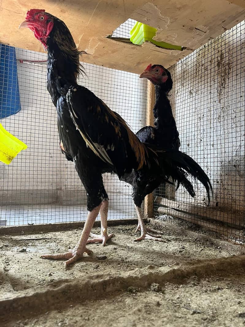 Aseel java pair For sale 7