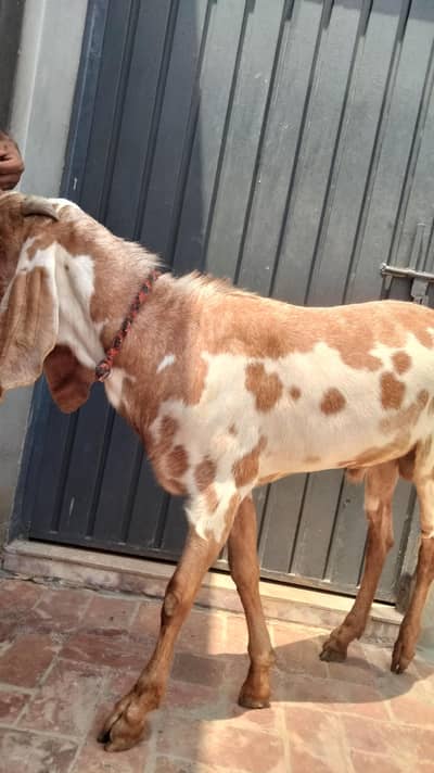 Desi Bakra