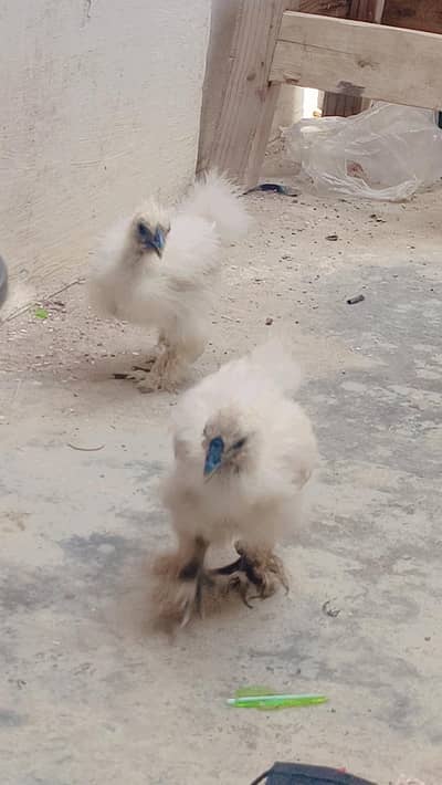 Almost 4 months Silkie available sale 2800 k dono