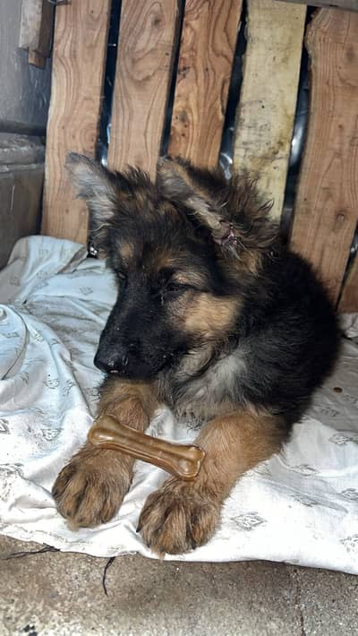 3 months old puppy triplle coat heavybone