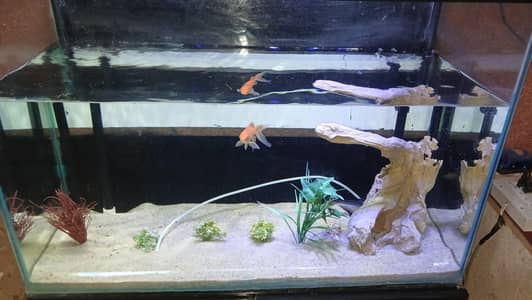 Fish Aquarium for Sale  with all accessories Size 3x1.5x2