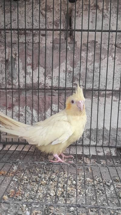Female cocktail parrot urgent sale