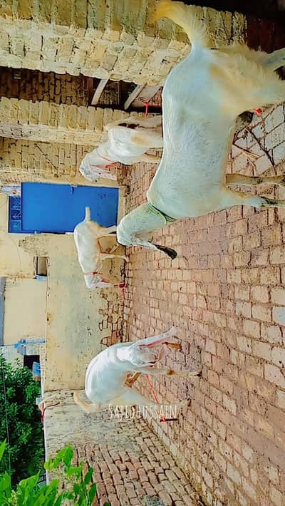 rajanpori bakery 2026