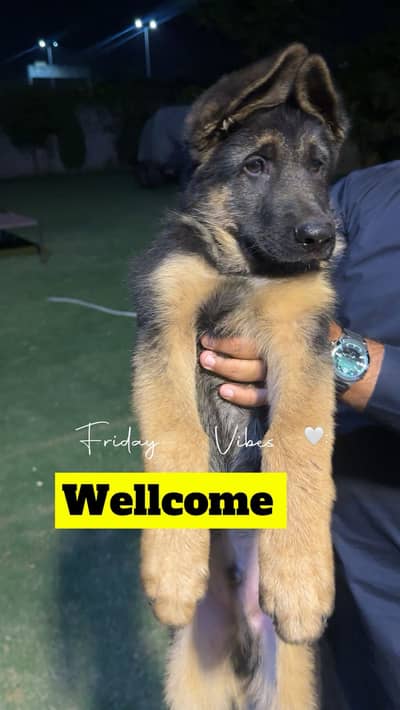 German shepherd puppy | pedigree puppy | GSD puppy for sale