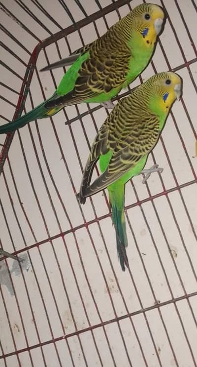 king size Budgie