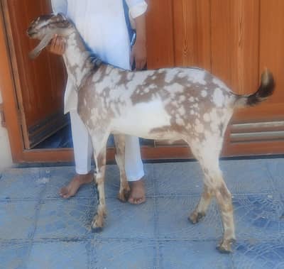 Bakra sale demand