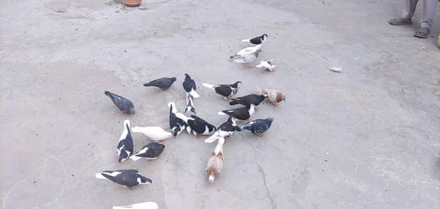 Pigeon For Sale 24 Piece Sath 7 Bache Free