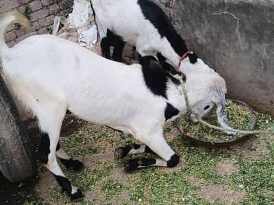2 dnat barka jori whatsapp 03279727616