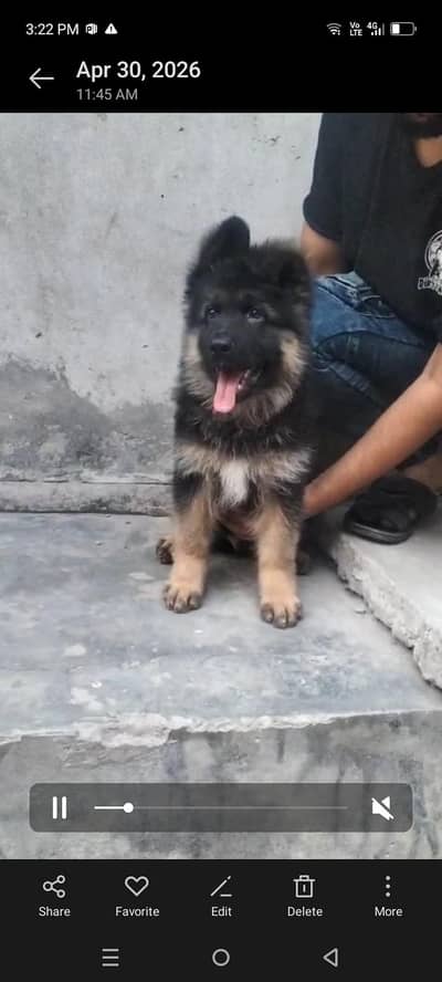 pedigree long hair  male pik off the little