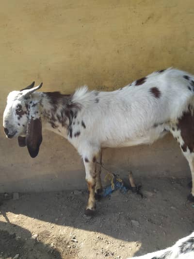 bakry for sale qurbani