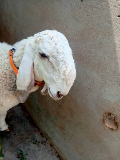 Qurbani 2k26 ke liye