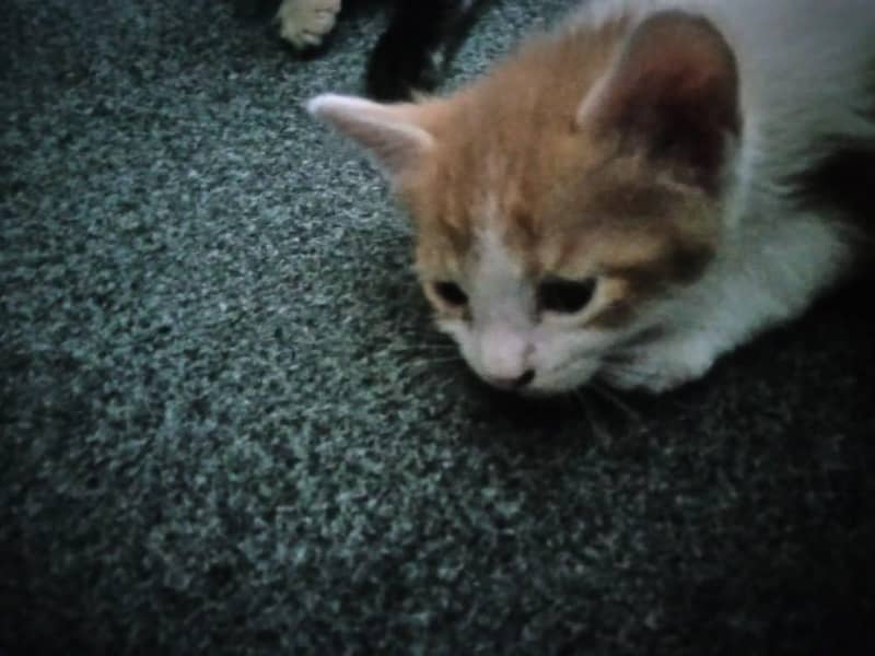 Cute kittens 3