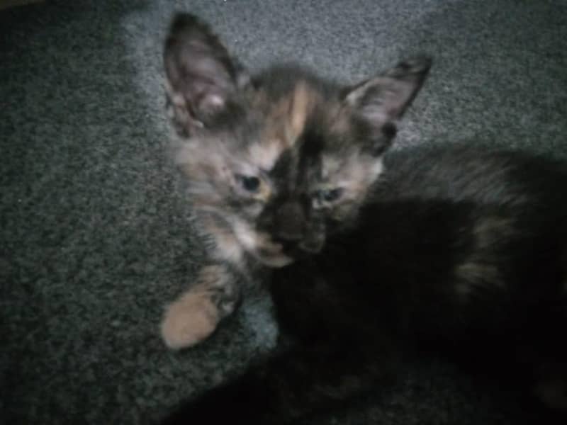 Cute kittens 4