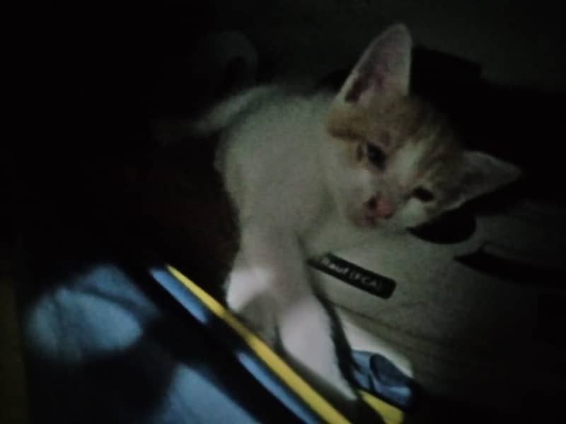 Cute kittens 5