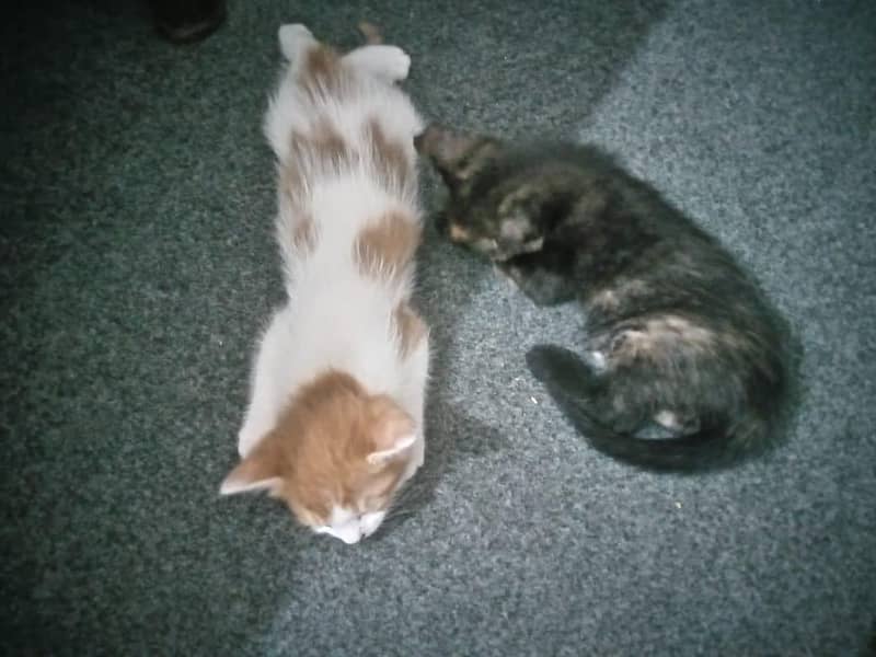 Cute kittens 6