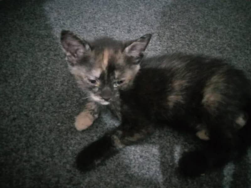 Cute kittens 7