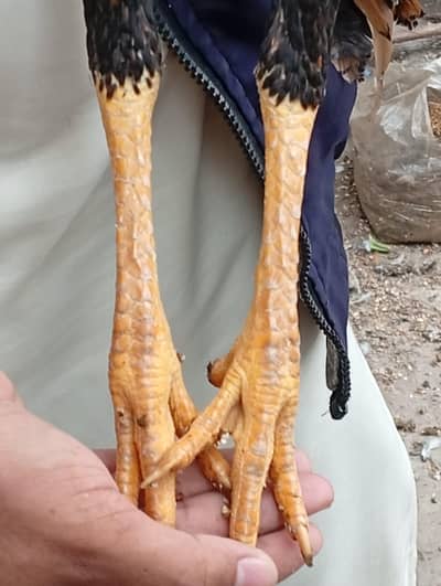 pakoye male for sale healthy active 03324711511