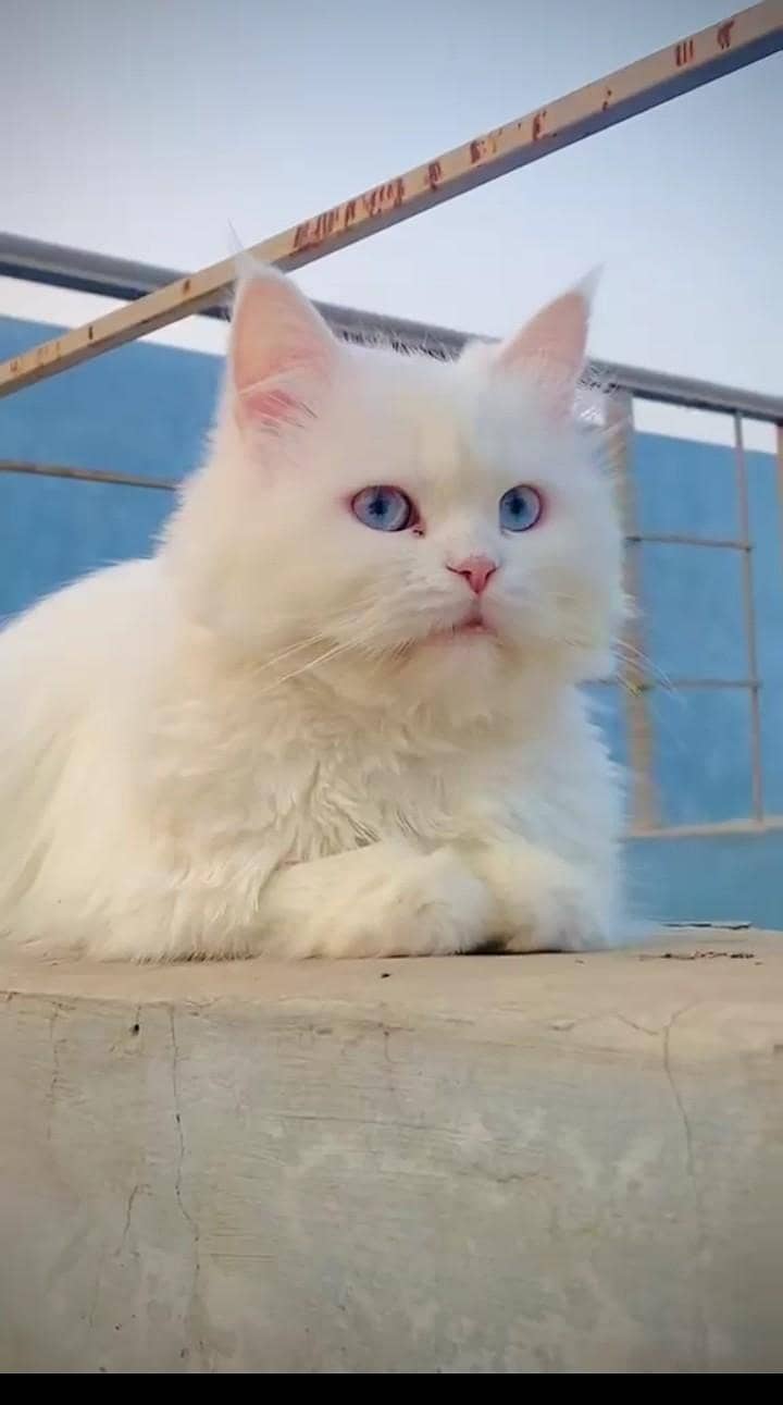 cat  0