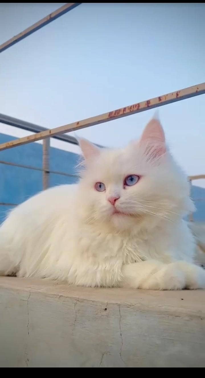 cat  1