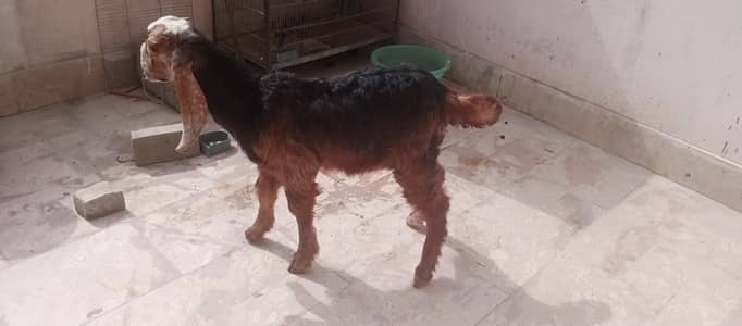 bakra for sale urgent hai