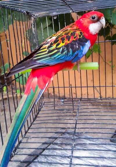 Red Rosella Male