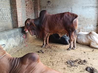 beautiful bull