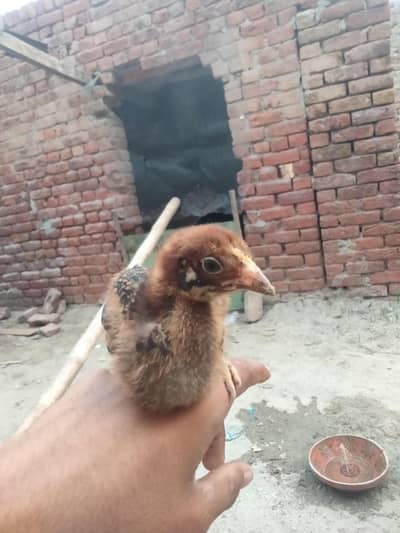 original mia wali ke aseel Bache ha