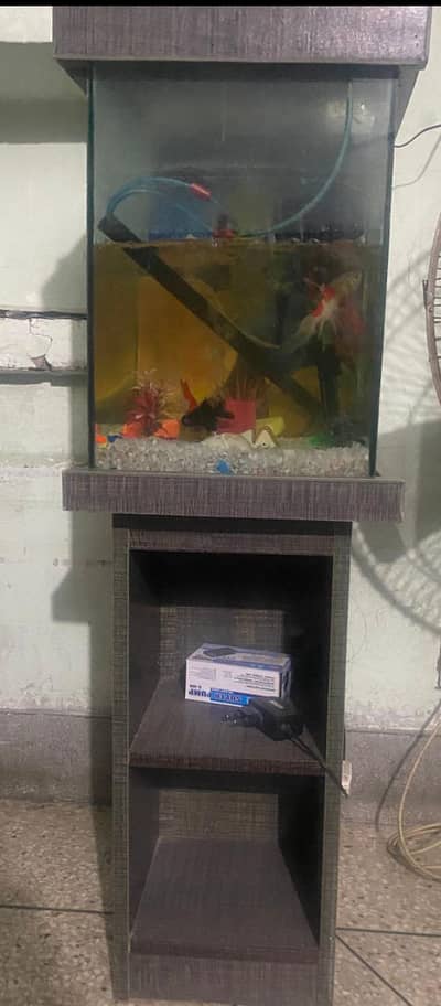 fish with aquarium