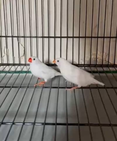 Snowwhite Kingsize Pair