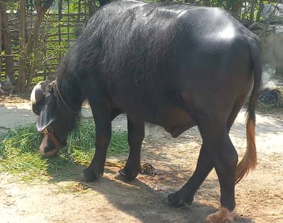 For Qurbani. .