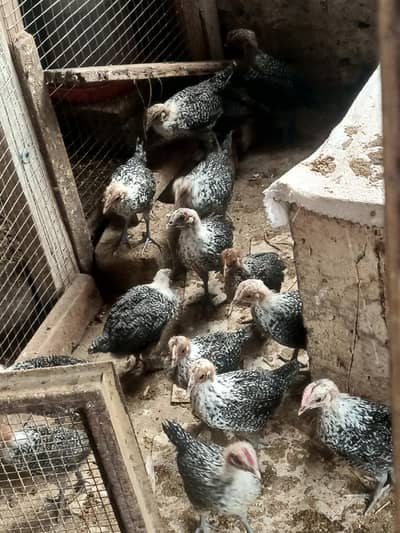Egyptian Feyoumi Hens | pure breed healthy desi layer chickens