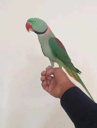tame talking parrot