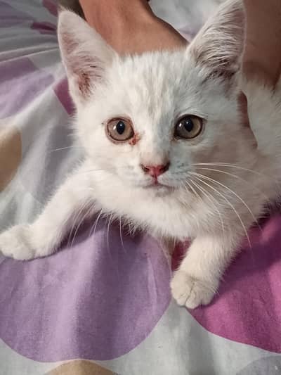 semi Persian
