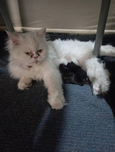 Persian cat with 1 kitten