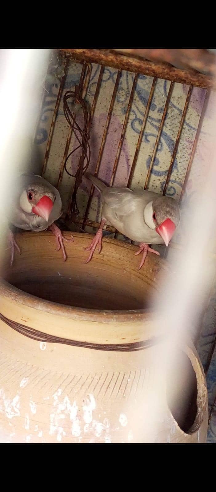 Silver Java for sale. 0