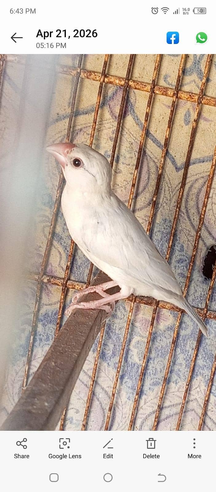 Silver Java for sale. 1