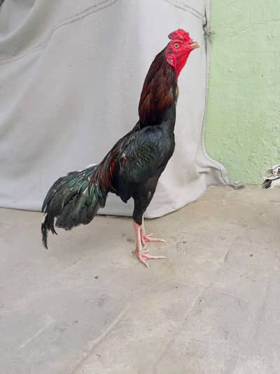 Lasani Mushka Aseel Murga Mianwali Patha Aseel Hen Murgi 03098573144