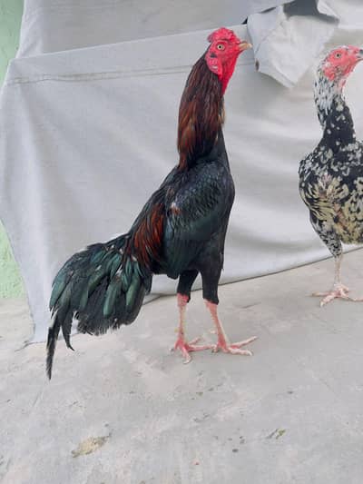 Lasani Mushka Aseel Murga Mianwali Patha Aseel Hen Murgi 03098573144