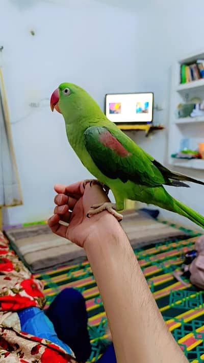 Raw parrot full talking nd handtamed