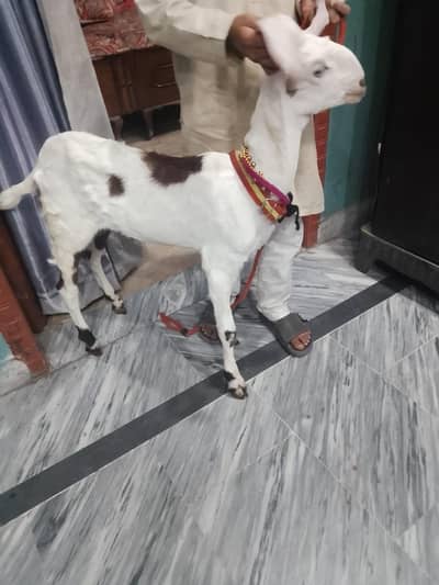 Rajanpuri path 5 month age