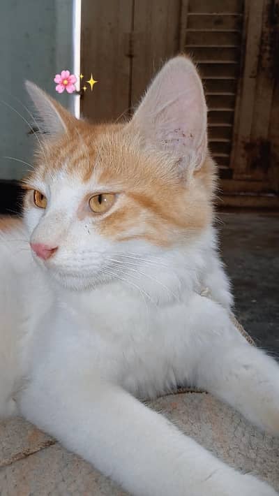 Female Persian Cat