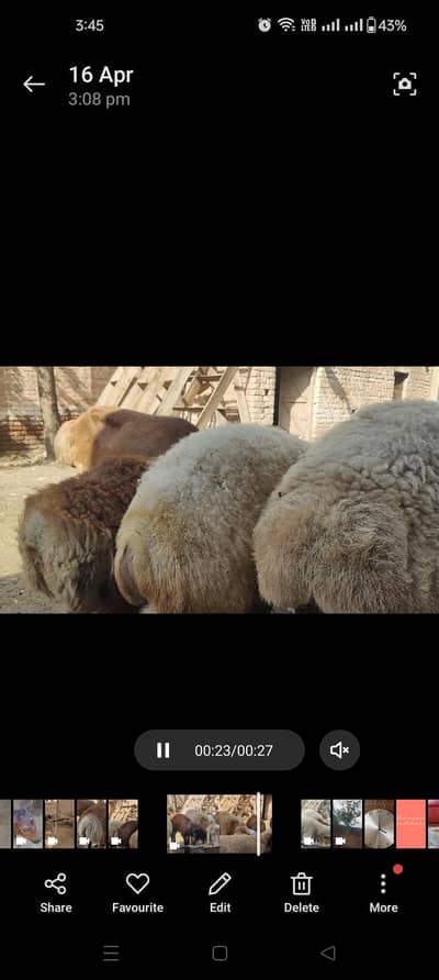 turkey dumbay qurbani k lie