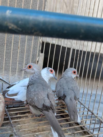 Diamond and Silver Doves Breeder Pair for sale