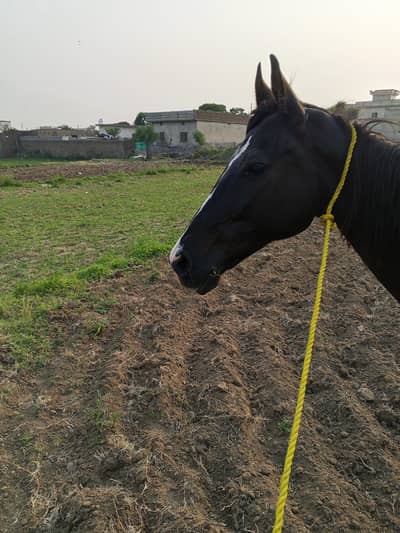ghori for sale