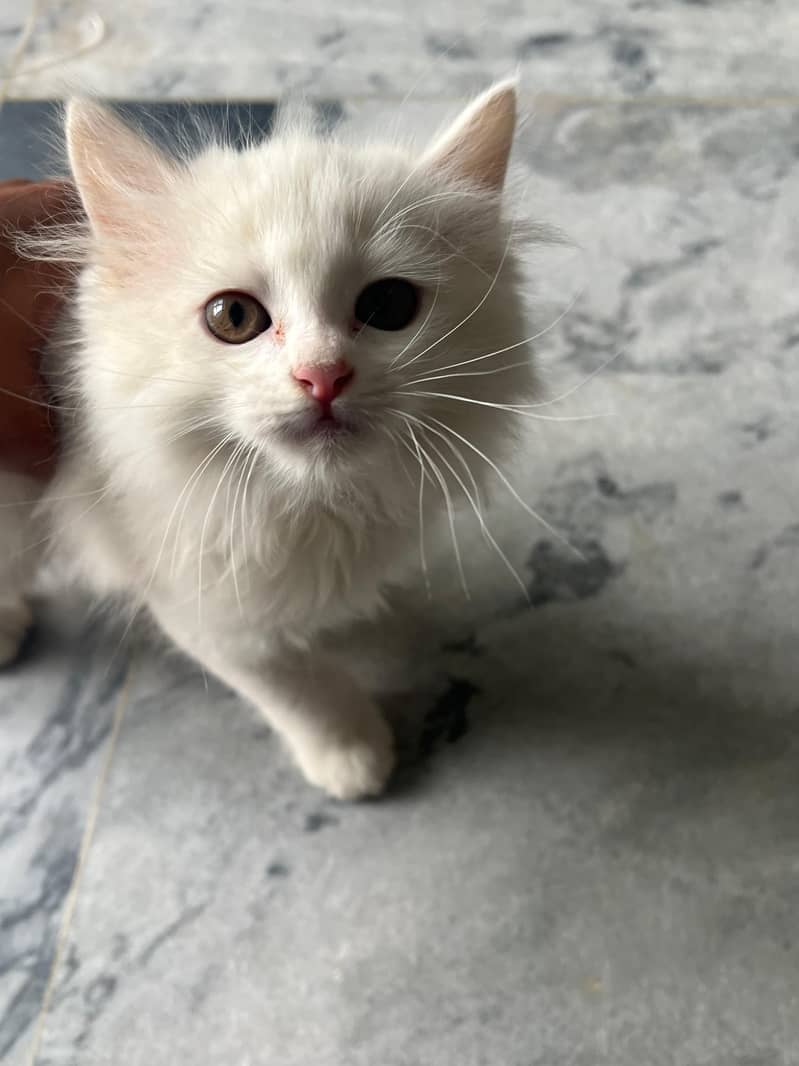 persian cat 0
