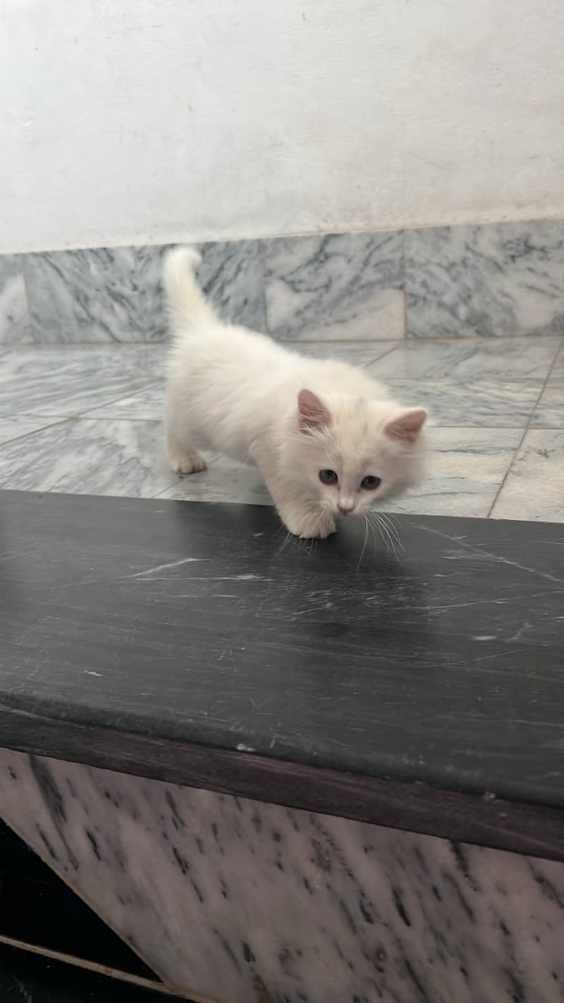 persian cat 1