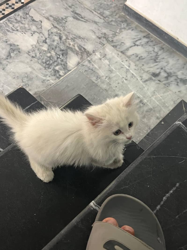 persian cat 2