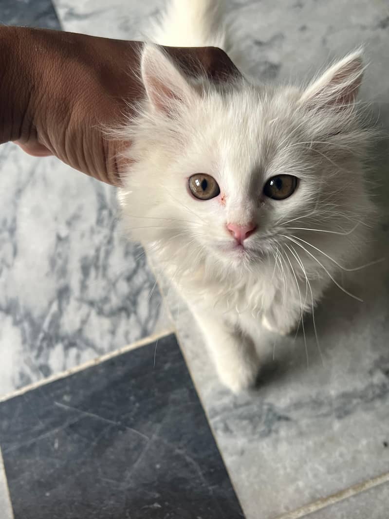 persian cat 3