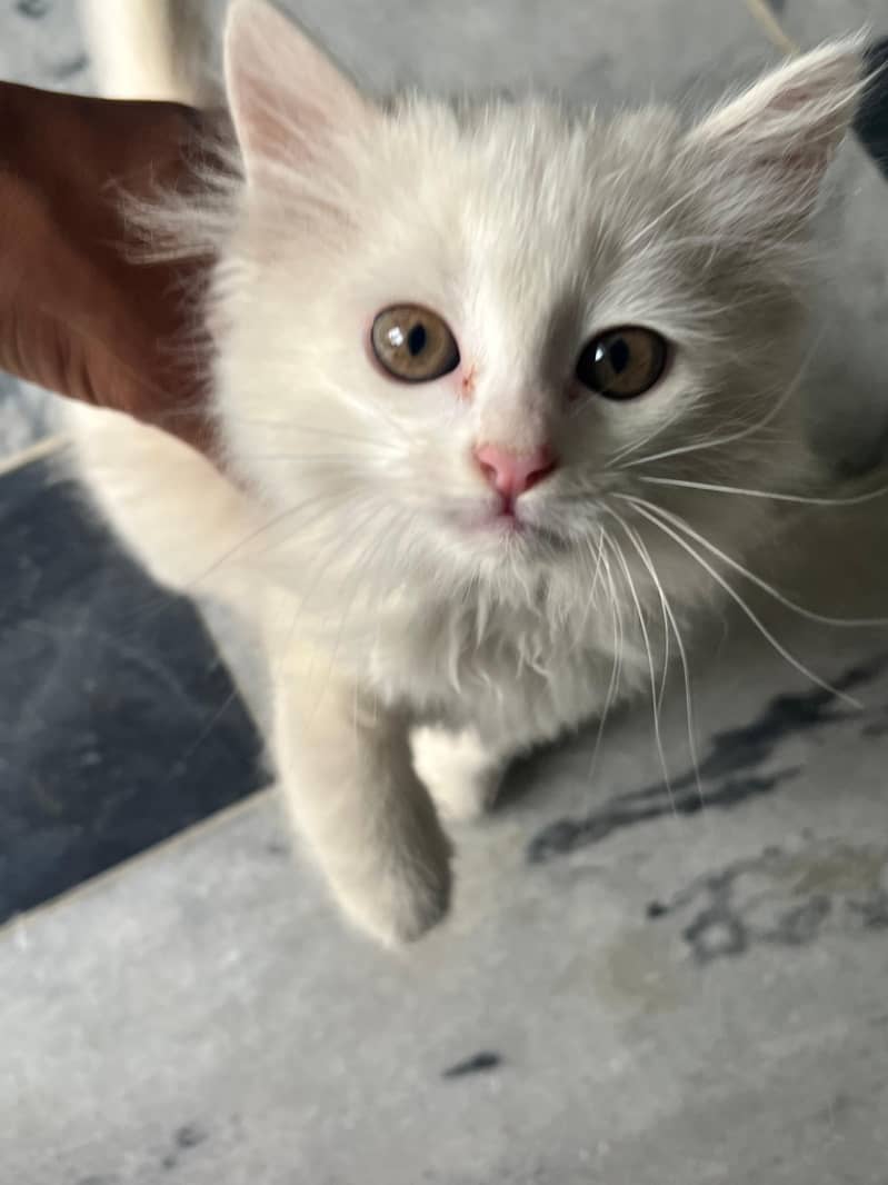 persian cat 4